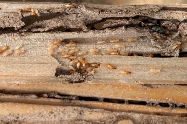 Insect Control in North Vacherie, LA